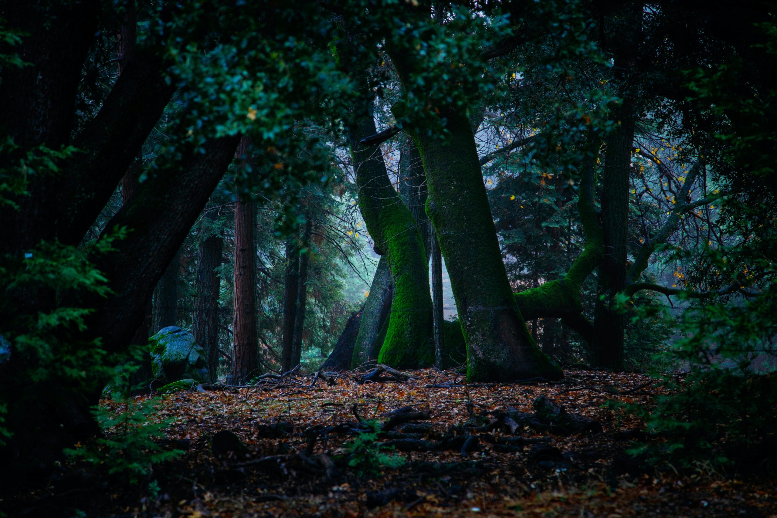 Bosco Profondo